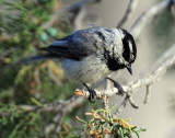 Chickadee, Mountain