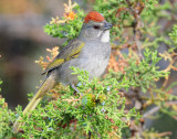 Towhee, Green-tailed