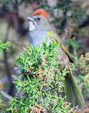 Towhee, Green-tailed