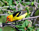 Tanager, Western (Gorging)