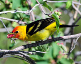 Tanager, Western (Gorging)