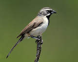 Sparrow, Black-throated