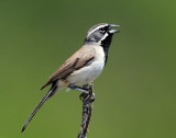 Sparrow, Black-throated