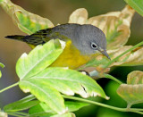 Warbler, Nashville
