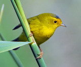 Warbler, Wilson's