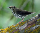 Waterthrush, Northern