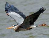 Heron, Great Blue