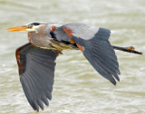 Heron, Great Blue