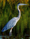 Heron, Great Blue