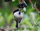 Chickadee, Black-capped