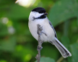 Chickadee, Black-capped