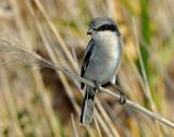 Shrike, Loggerhead (Juvenile)