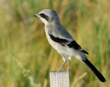 Shrike, Loggerhead (Juvenile)