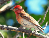 Finch, Cassin's