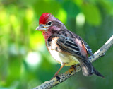 Finch, Cassin's