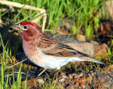 Finch, Cassin's