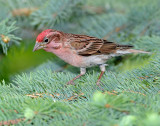 Finch, Cassin's