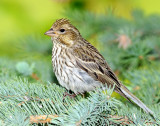 Finch, Cassin's (Female)