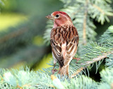 Finch, Cassin's