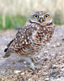 Owls, Burrowing