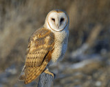 Owl, Barn