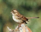 Sparrow, White-throated
