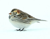 Longspur, Lapland