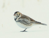 Longspur, Lapland