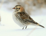 Longspur, Lapland