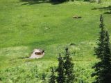 IMG_0479Elk wallowing .JPG