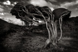 Shaped by the wind