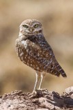 Burrowing Owls
