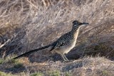 Greater Roadrunner