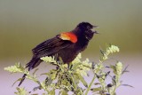 Red-winged Blackbird