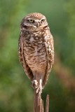 Burrowing Owls