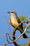 Western Kingbird