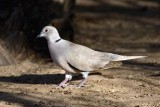 Eurasian Collared-Dove