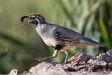 Gambel's Quail
