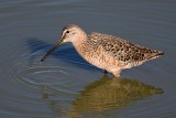Short-billed Dowitcher