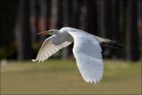Snowy Egret