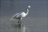 Snowy Egret