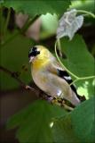 American Goldfinch