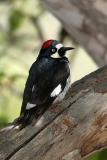 Acron Woodpecker
