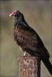 Turkey Vulture