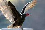 Turkey Vulture