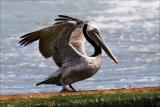 Brown Pelican