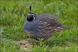 California Quail
