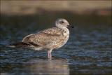 Western Gull