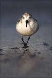 Sanderling