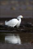 Snowy Egret (Breeding Plumage)